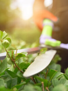 servicios de jardineria de lujo alicante servicios de jardineria de lujo alicante