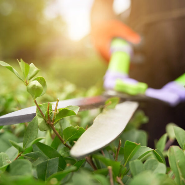 servicios de jardineria de lujo alicante