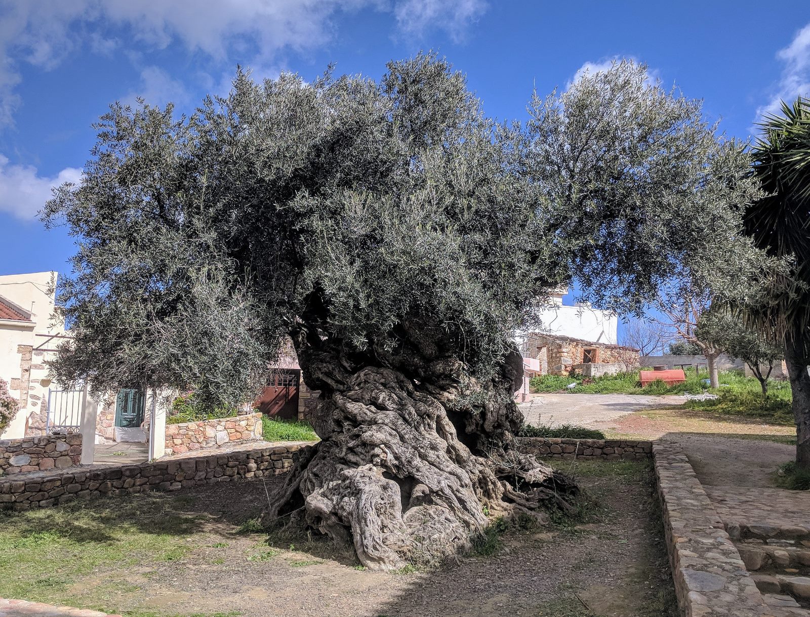 olivera de Vouves