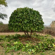 olivo centenario olivo centenario