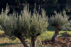 venta olivos milenarios venta olivos milenarios